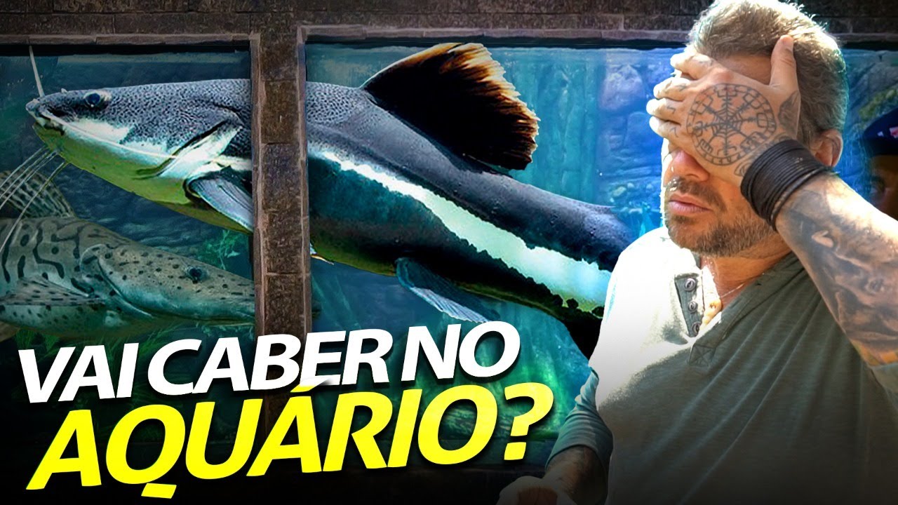 COLOCAMOS UMA CACHARA E UMA PIRARARA NO NOSSO AQUARIO GIGANTE! | A CASA DOS BICHOS