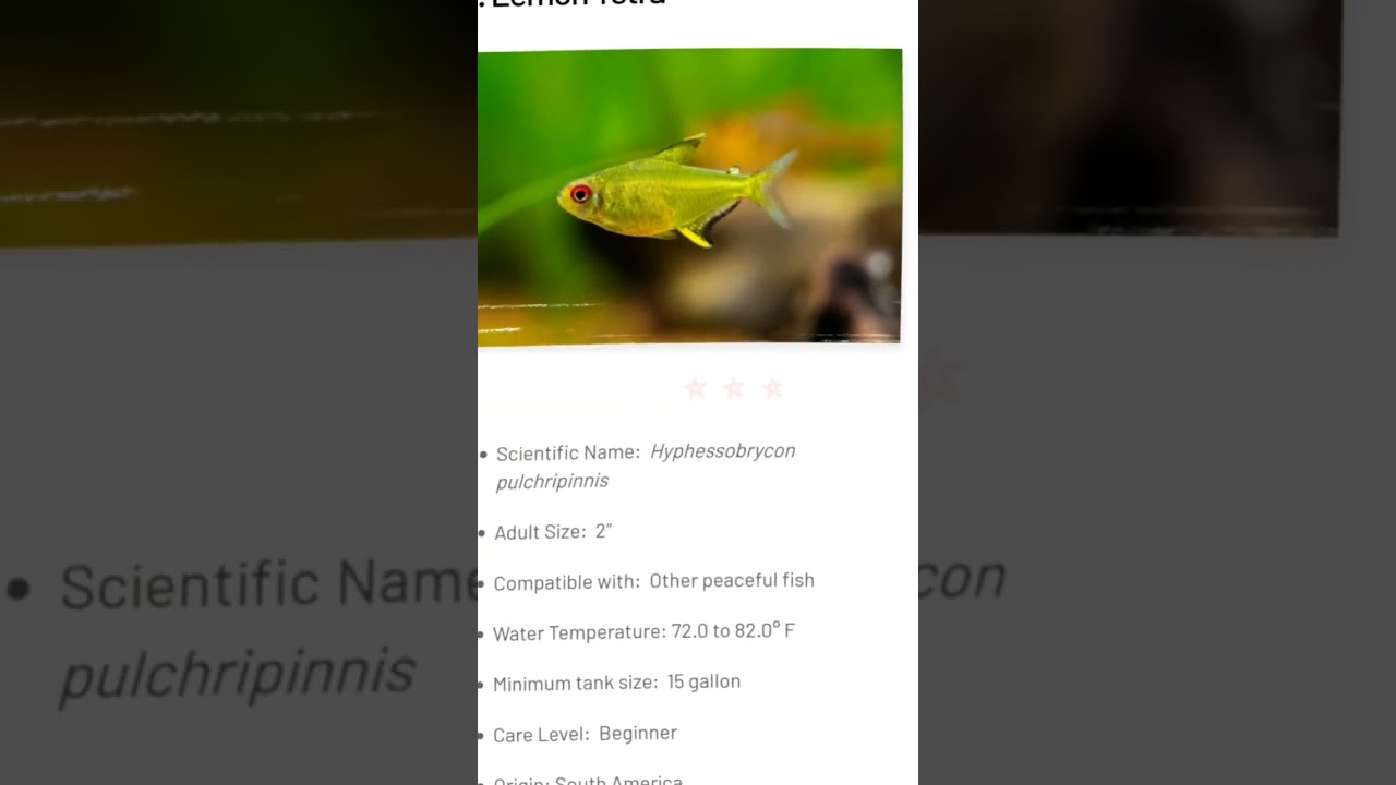 Top 10 Blue Acara fish tankmates who can easily adjust with Blue Acara fish #blueacara #tankmates