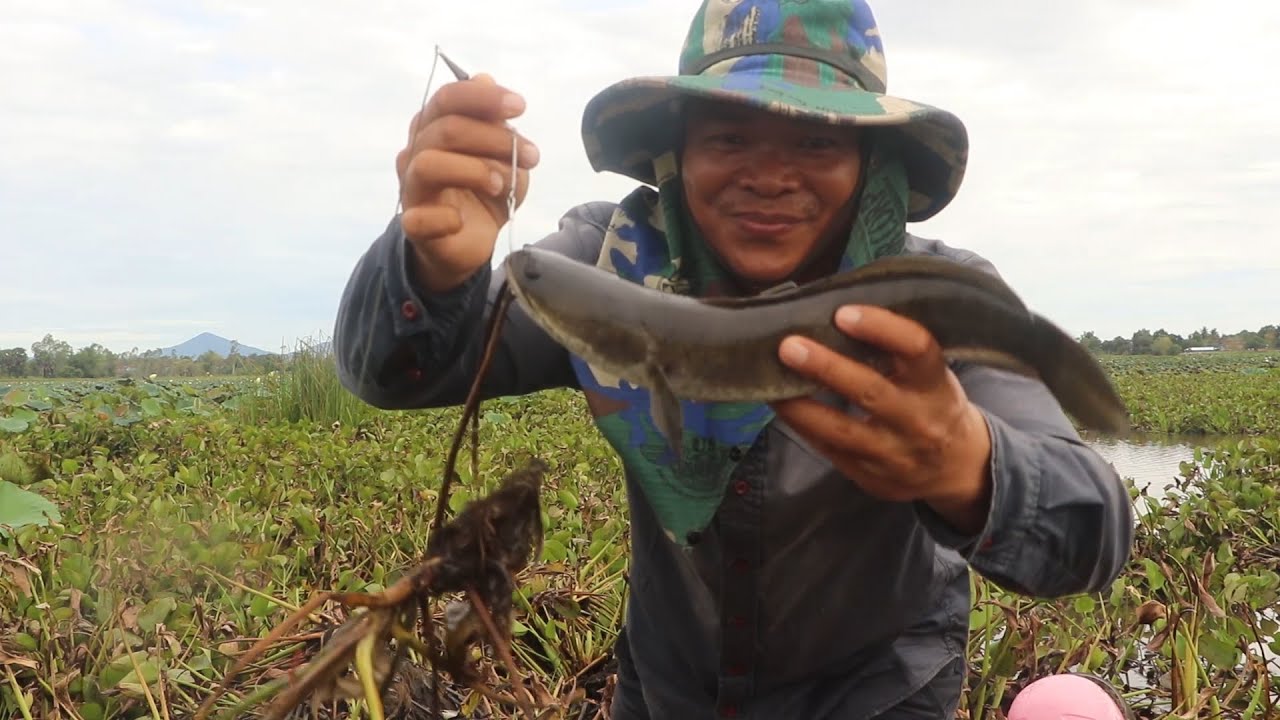 Best  Amazing fishing video- Big snakehead fish catching with fresh frog bait
