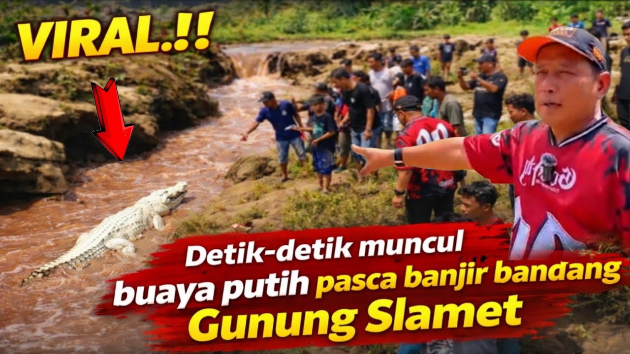 Viral.!! Banjir bandang gunung Slamet buaya putih terbawa arus