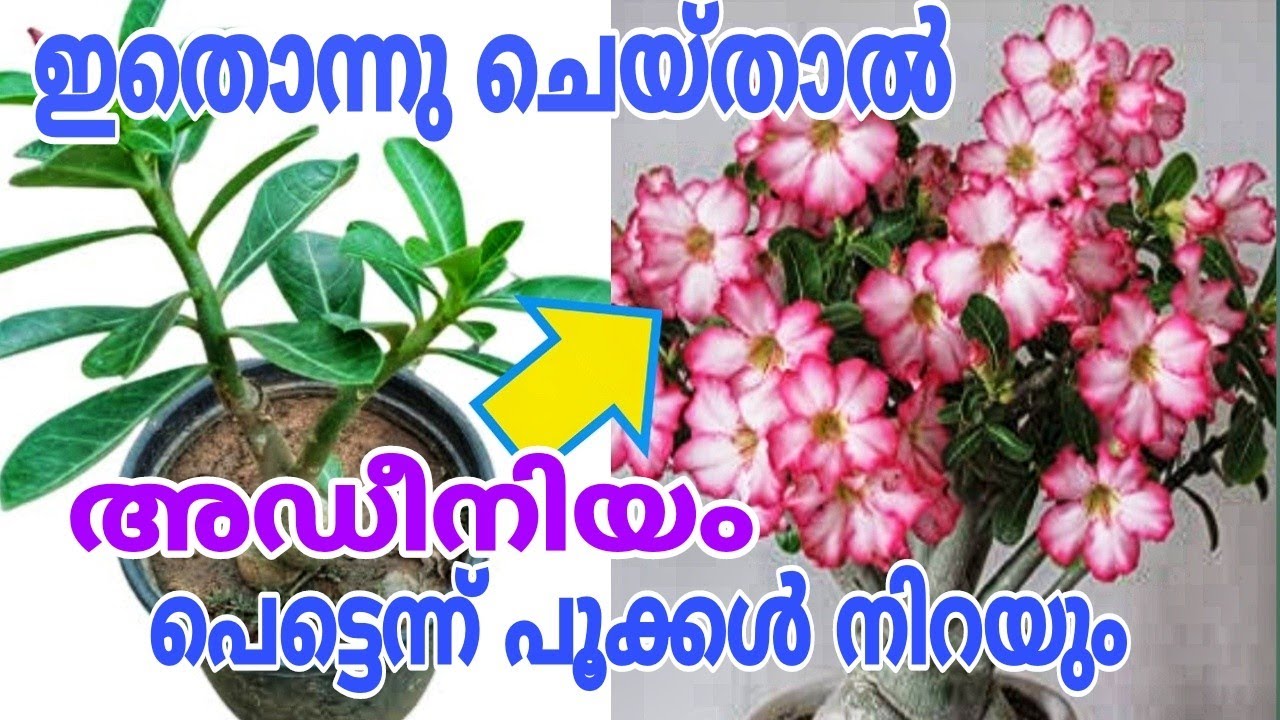 ചെറിയ ചെടിയിലും പൂക്കൾ നിറയാൻ എളുപ്പവഴികൾ Adenium Plant Care Tips
