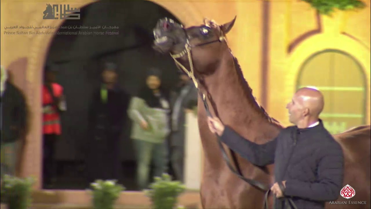N.301 DESIGN FOR LIFE - 2020 PSAIAHF Al Khalediah Show - Stallions 7-9 Years Old (Class 11B)