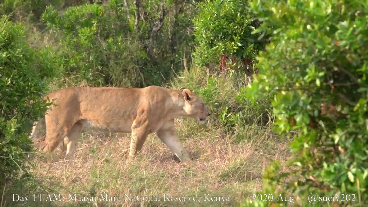 Rongai lion pride in the bush