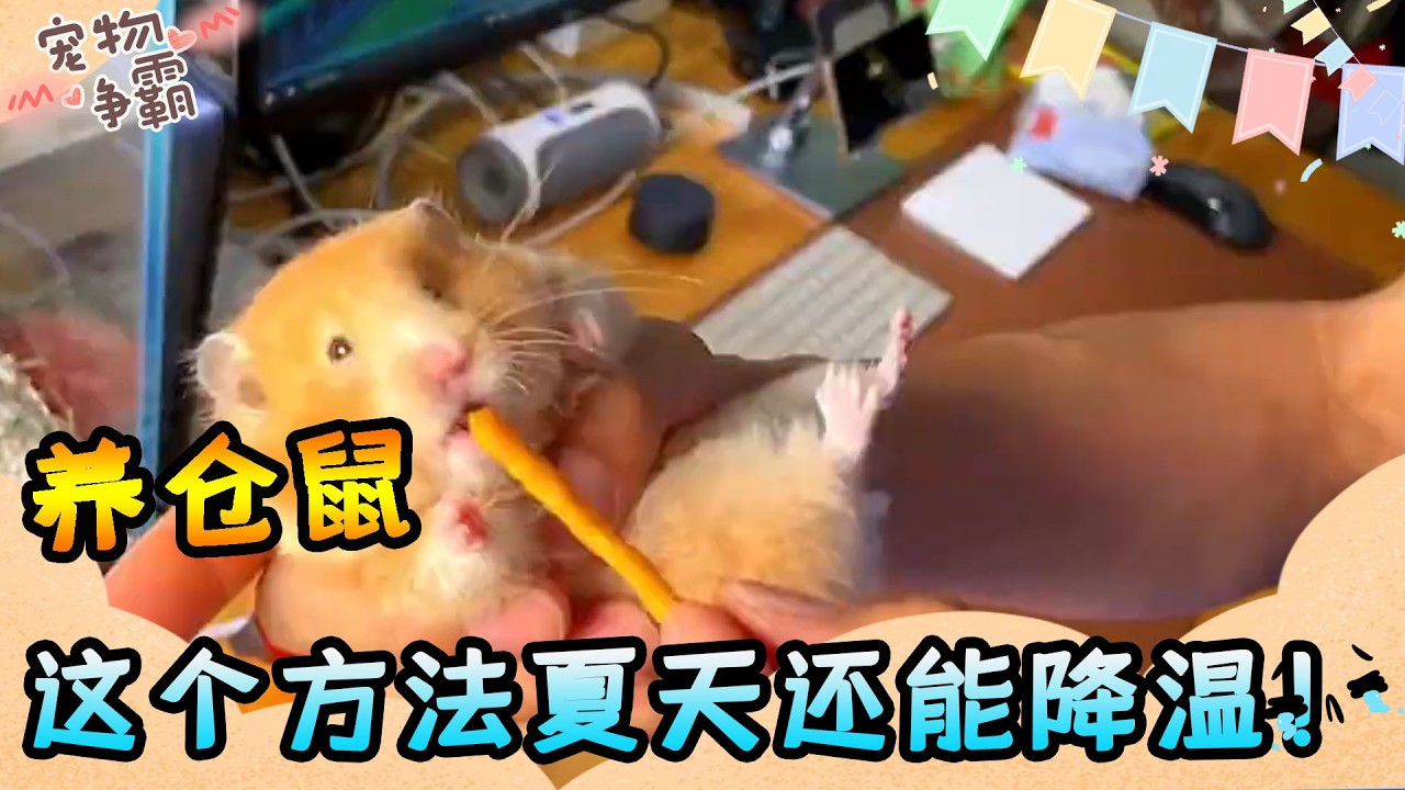 養倉鼠再也不用換墊料了！學會這個方法，夏天還能降溫！
