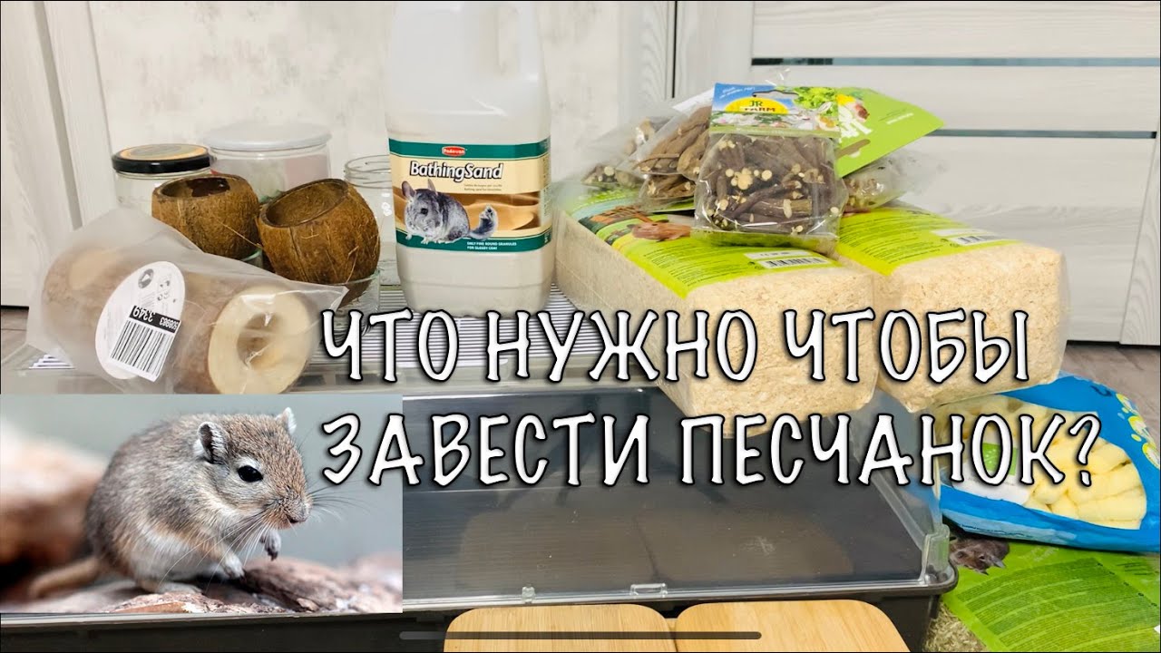 ЧТО НУЖНО ЧТОБЫ ЗАВЕСТИ ПЕСЧАНОК?