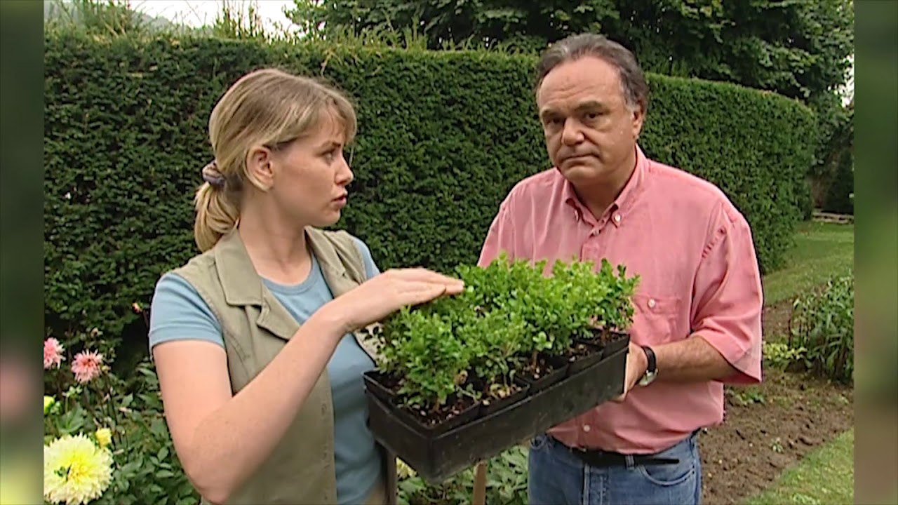 Planter une bordure de buis