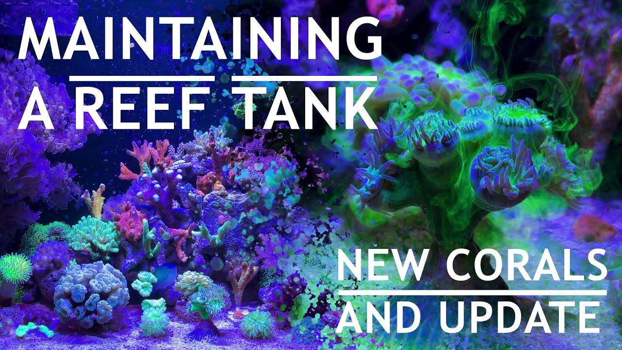 Maintaining a Reef Tank 🐠🧪 New corals & update | 4K