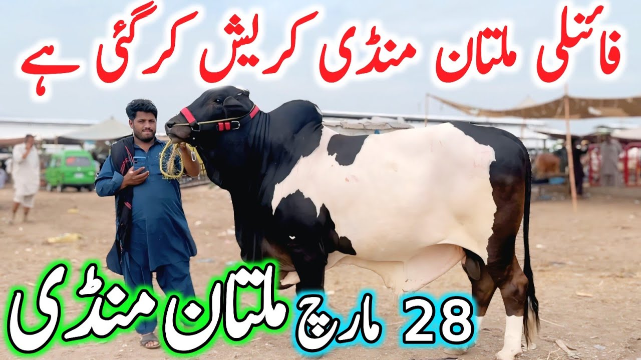 Today Multan Cow Mandi 2026 Fresh Latest Update | Sahiwal Cholistani Bachre | Multan Cattle Market 🔥