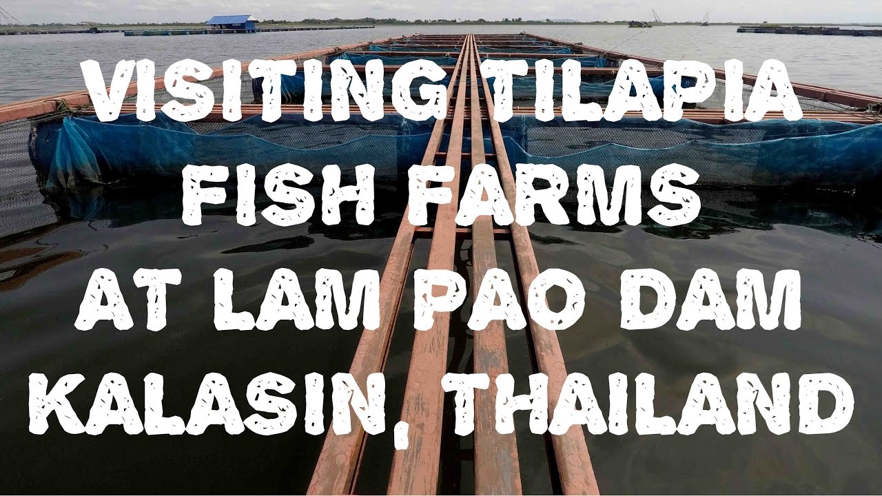 VISITING TILAPIA FISH FARMS AT LAM PAO DAM THAILAND