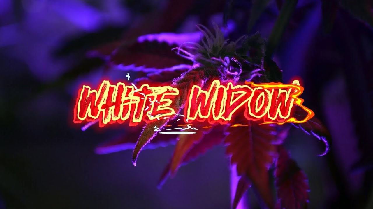 Strain Info (Ep.2) - White Widow