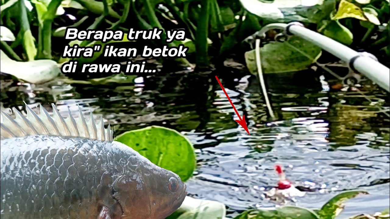 Spot Mancing Ikan Betok Babon, Yang Jadi Incaran Pemancing Liar (@anang ngador)