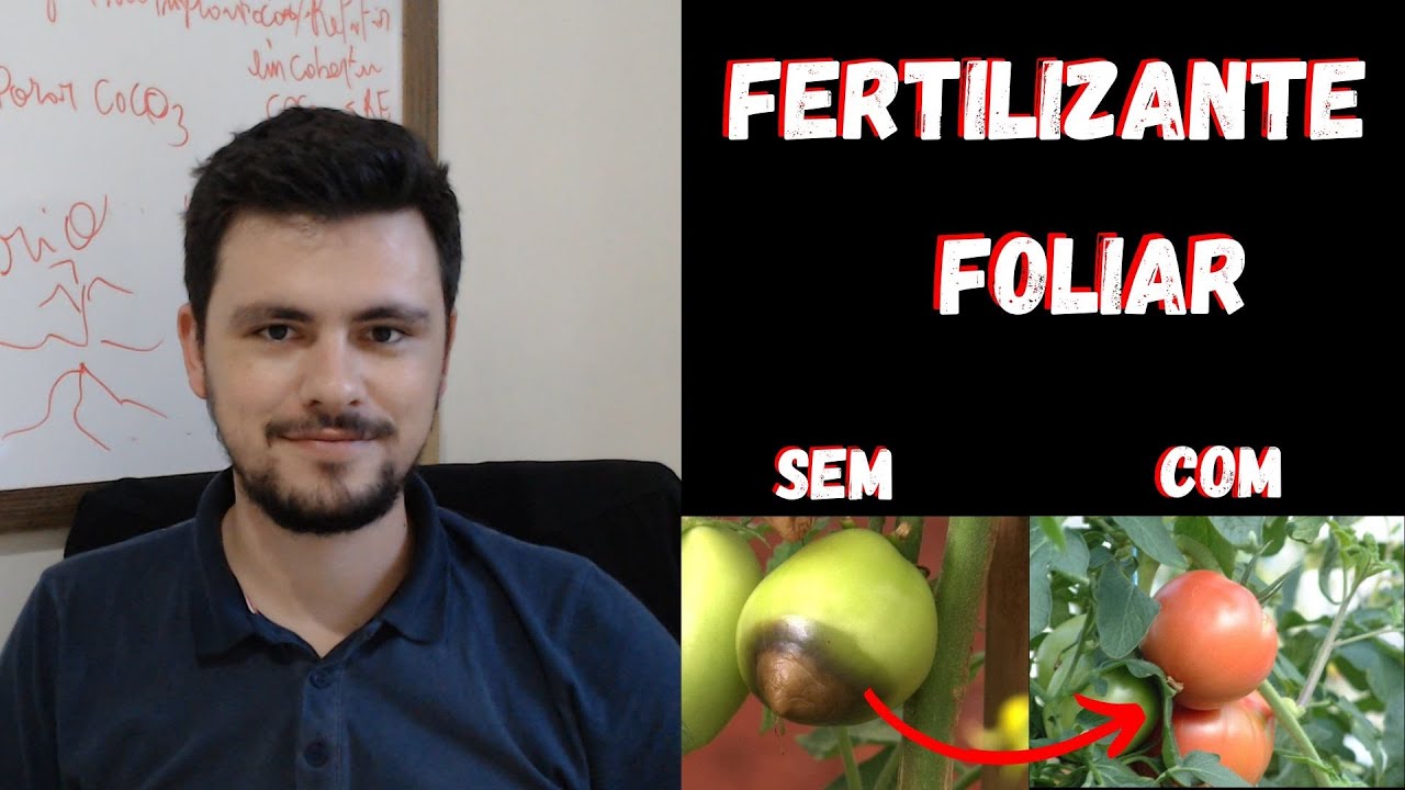 ADUBAÇÃO Foliar para Tomateiro I Evite a Ponta Preta