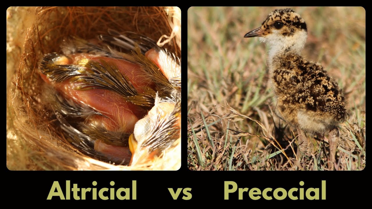 ALTRICIAL VS PRECOCIAL development in birds