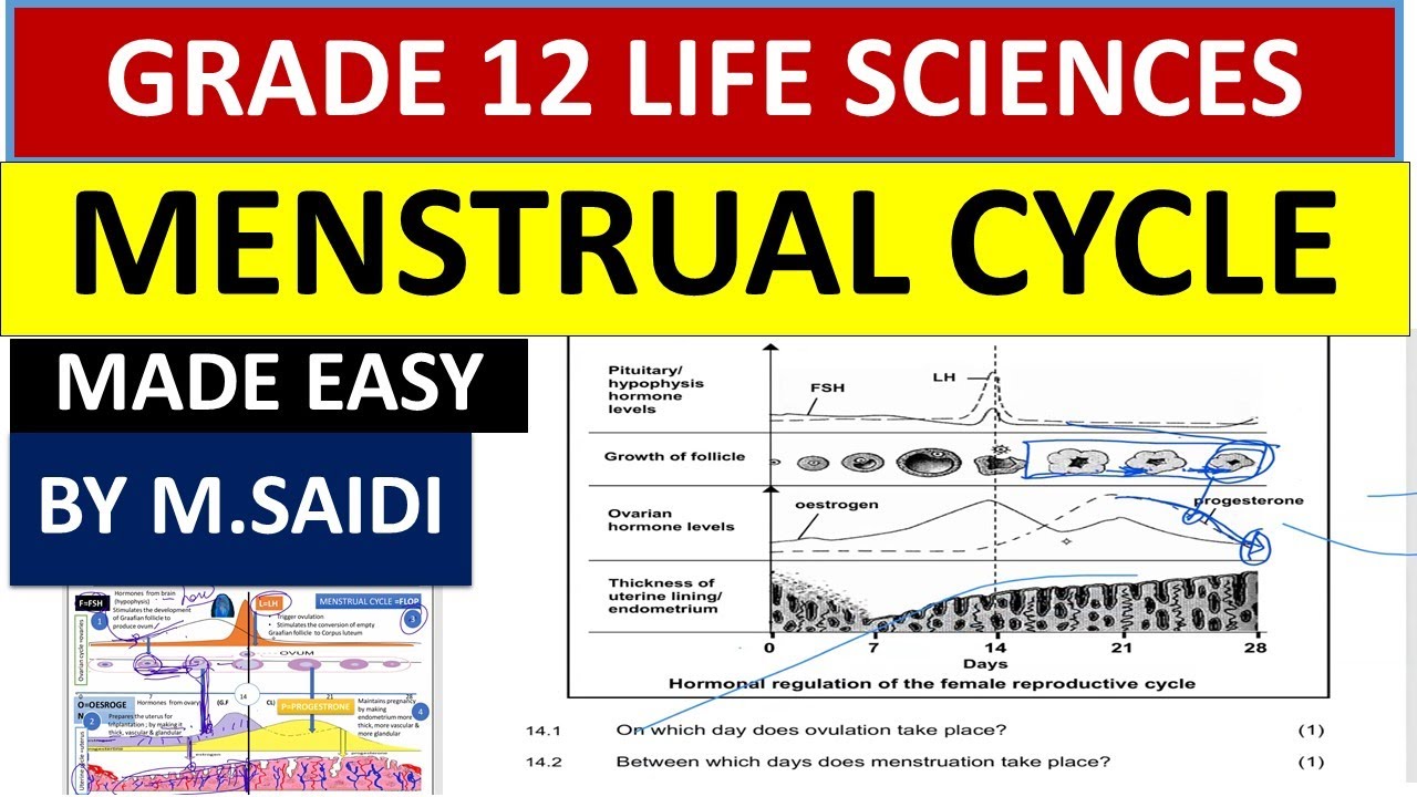 MENSTRUAL CYCLE:MADE SIMPLE: HUMAN REPRODUCTION :GRADE 12 LIFE SCIENCES, 2025 [THUNDEREDUC]  M.SAIDI
