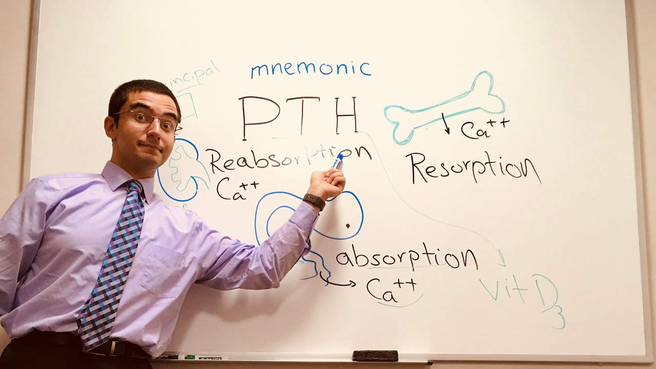 Parathyroid Hormone (PTH) - a simple Mnemonic