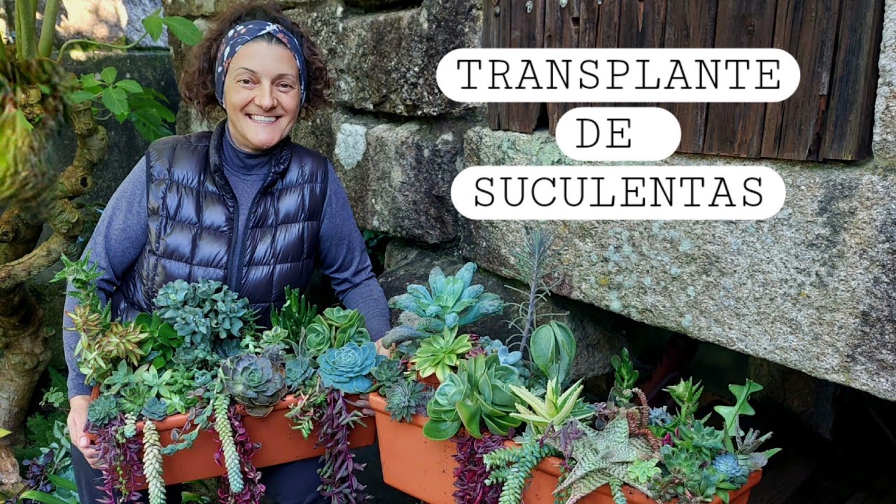 TRANSPLANTE DE SUCULENTAS de maceta 🪴  || {NUSKA}