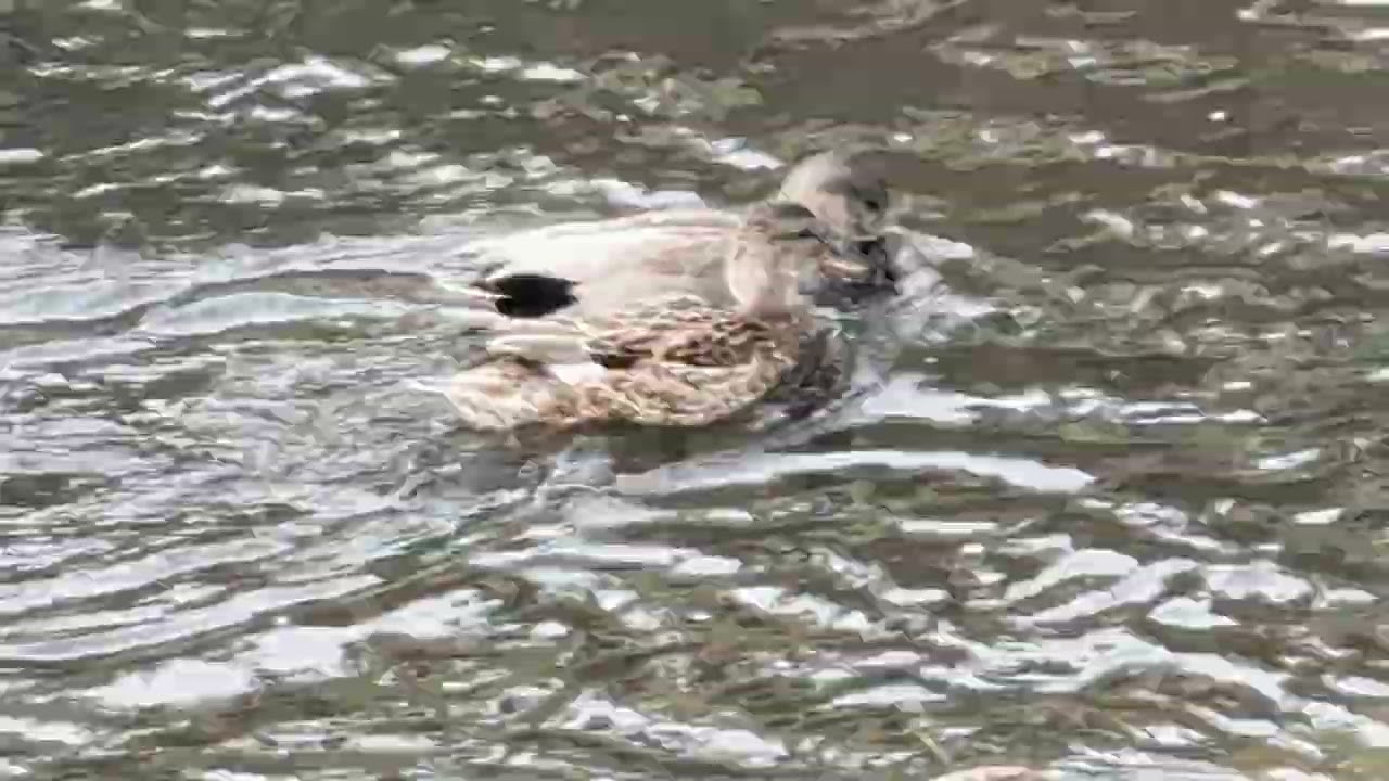 2026.1.20 オカヨシガモを見に境川に行ったら沢山いたので大満足