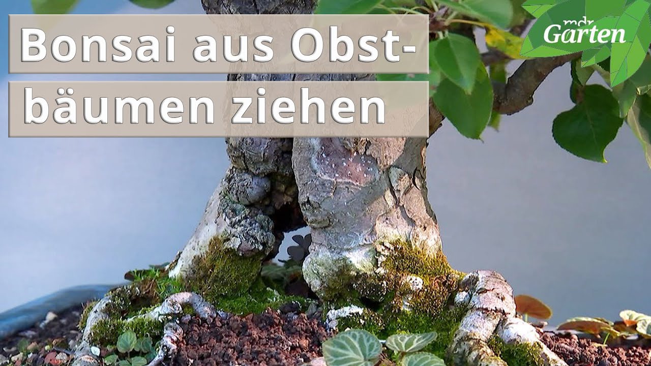 Bonsai aus Apfel, Schlehe und Weißdorn | MDR Garten