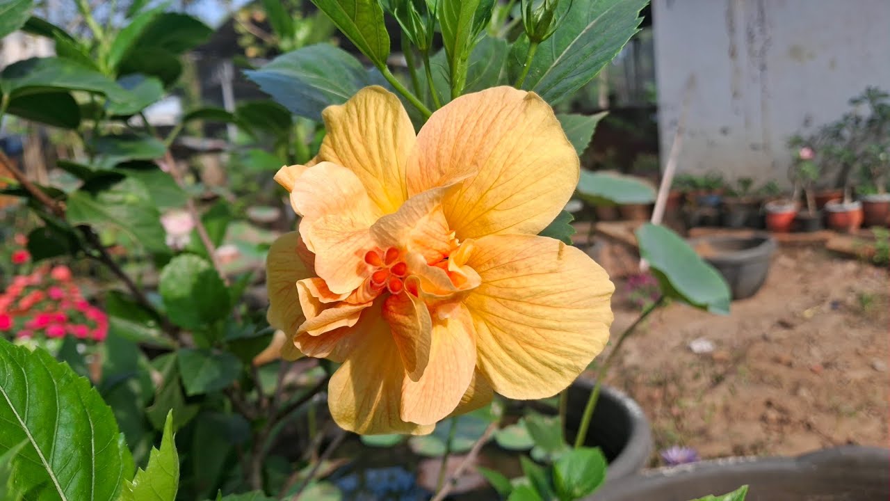 5 Permanent plants for your garden