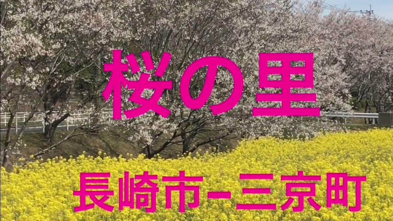 桜🌸//長崎各地で美しく‼️