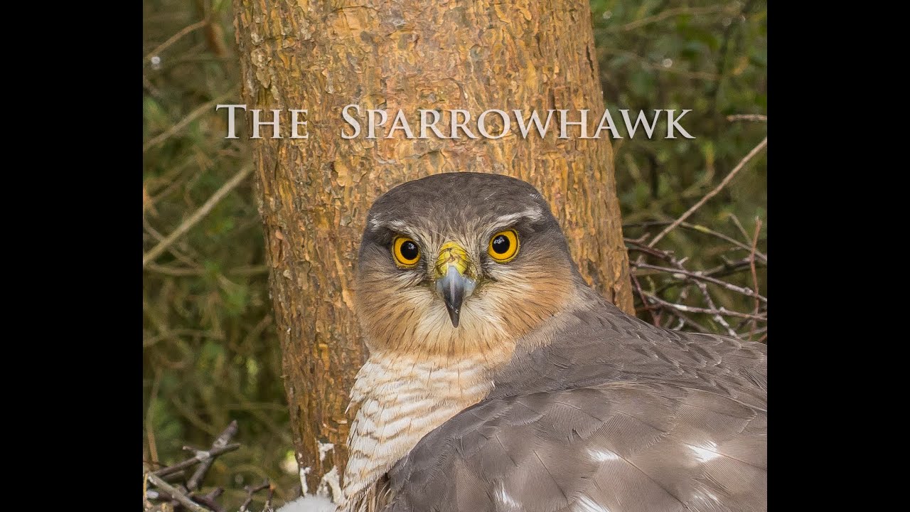 Rare Sparrowhawk Footage !