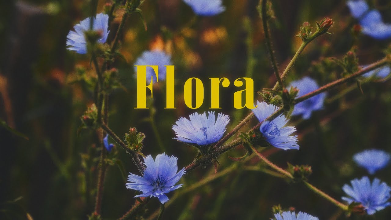 Flora | Cinematic Still Frames | Sony a6100