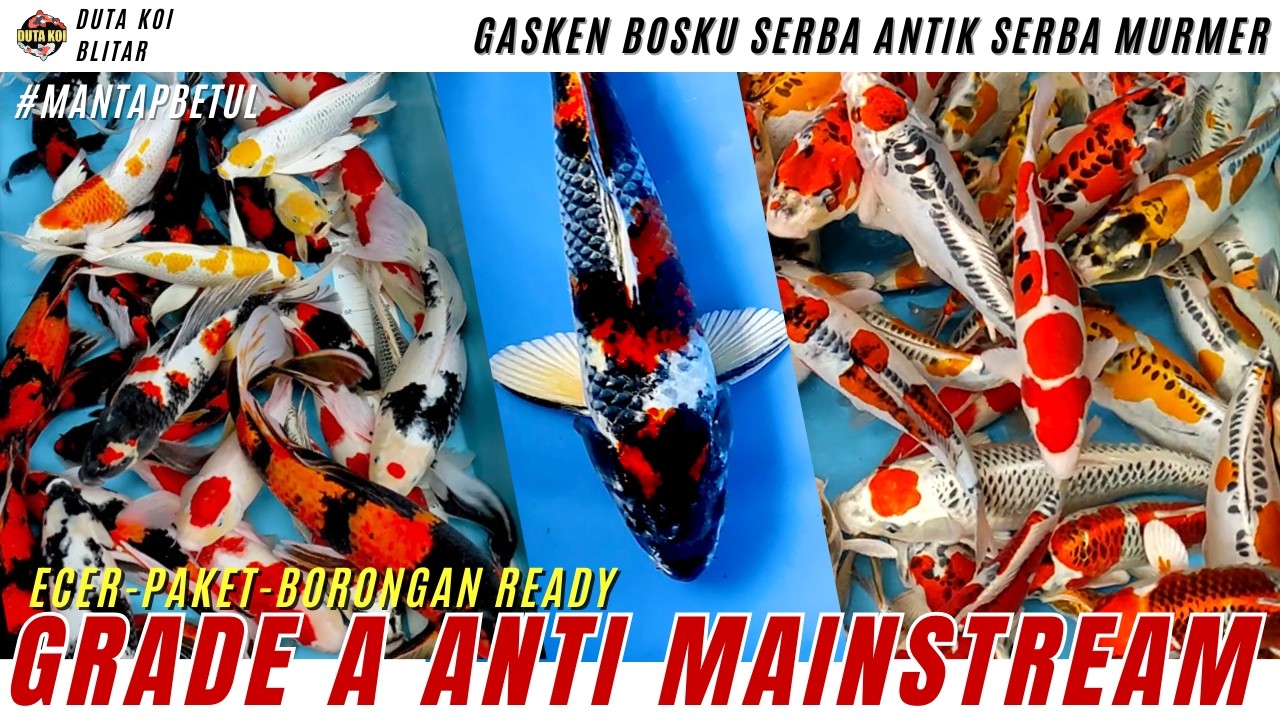 GASKEN MURAH MERIAH BOSKU!! STOCK KOI GRADE A ANTI MAINSTREAM!! DOITSU-SISIK-GINRIN-KUMPAY READY!!