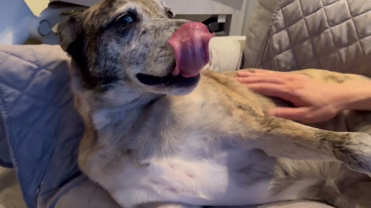 Utah Humane - Penny Moon