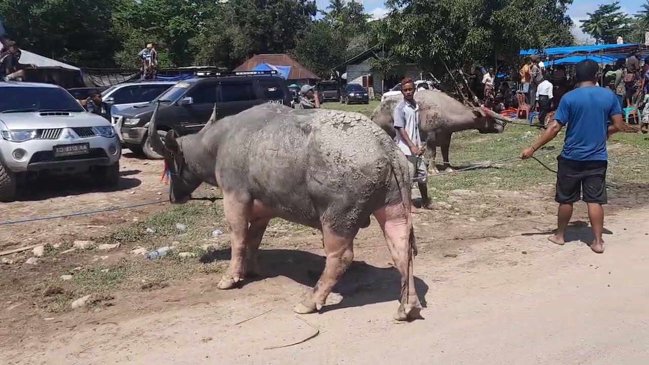 Puluhan Kerbau Siap di Eksekusi Acara Penguburan Umbu Yadar