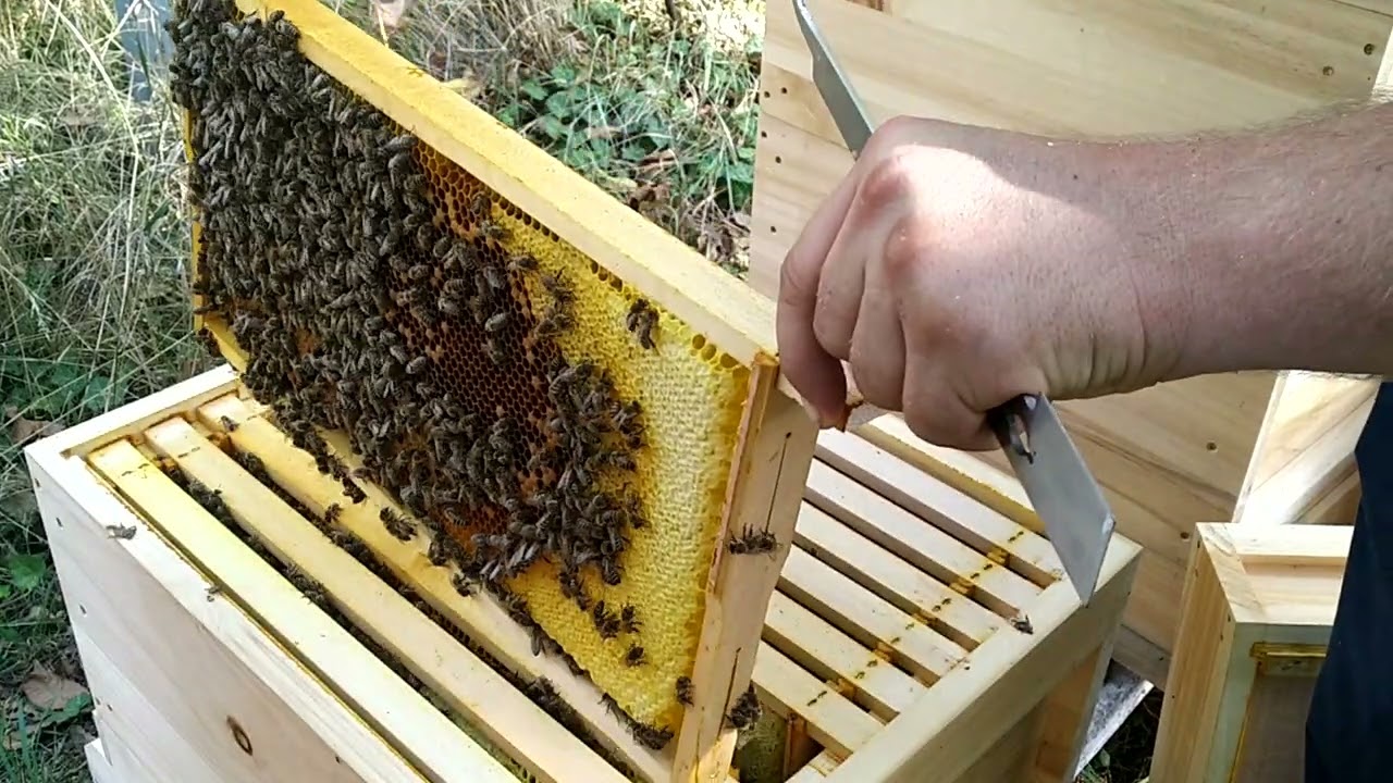 Bienen Kunstschwärme Spätsommerentwicklung Flachzarge und Vollzarge