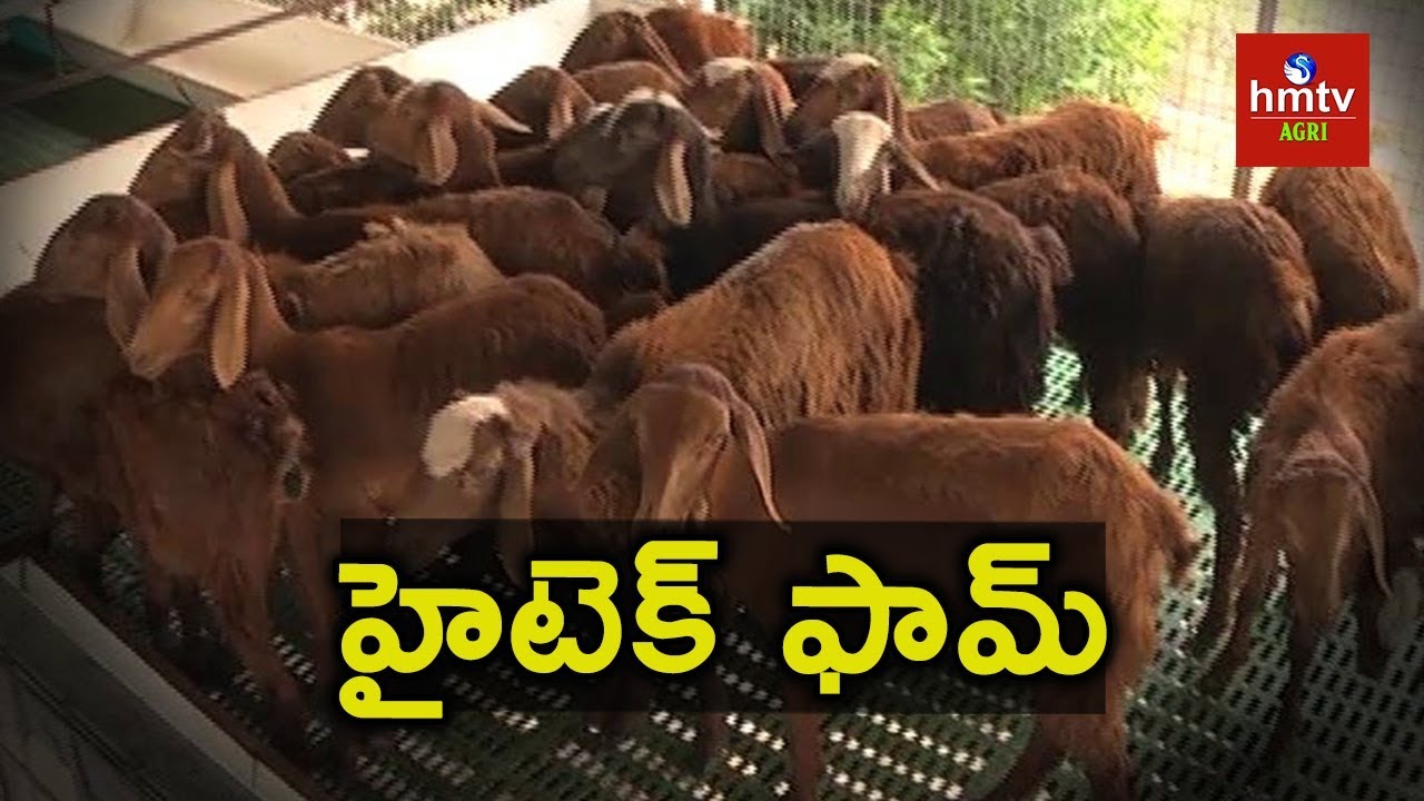 Sheep Farming | Sk Abdullah Sheep Farming Success Story | hmtv Agri