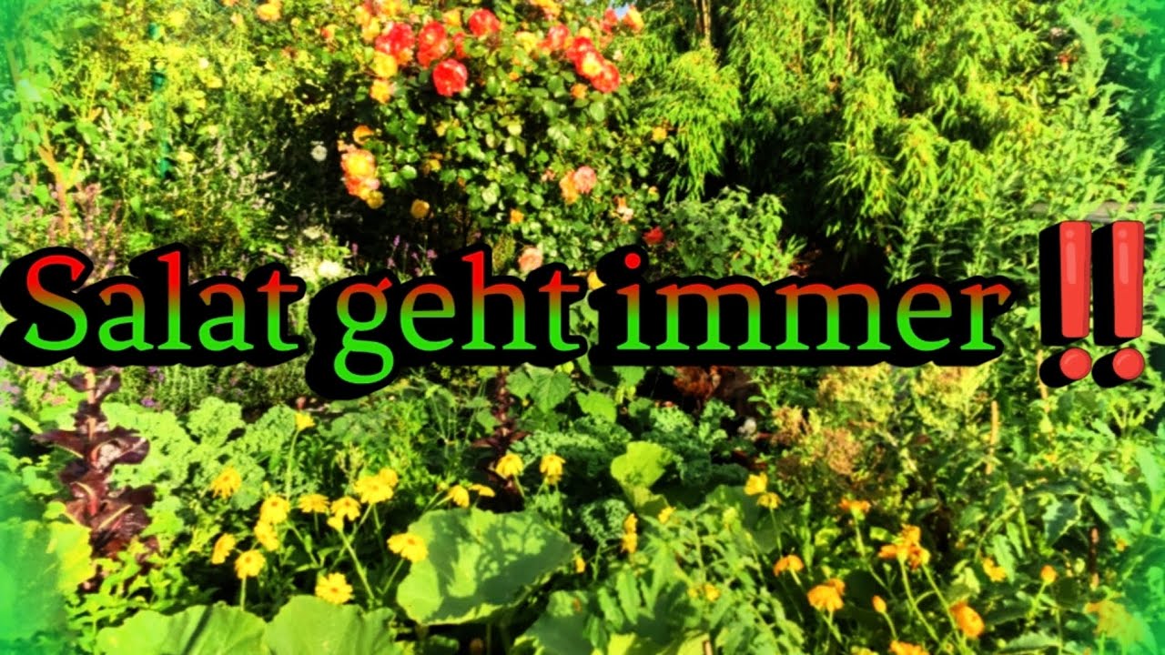 Das ganze Jahr Salat,Feldsalat,Postelein, Blattsenf,Spinat,🐦miere und ihre gesunden Inhaltsstoffe.