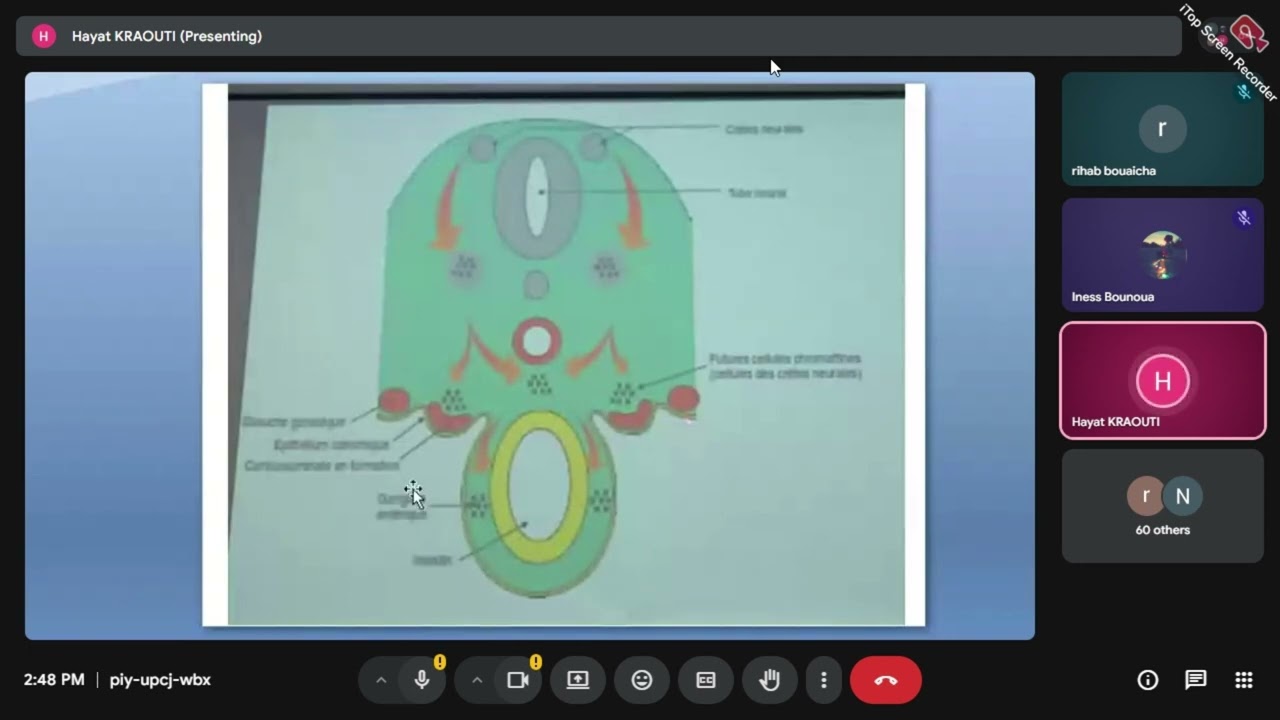 HISTOLOGIE UEI 04: Les glandes surrénales
