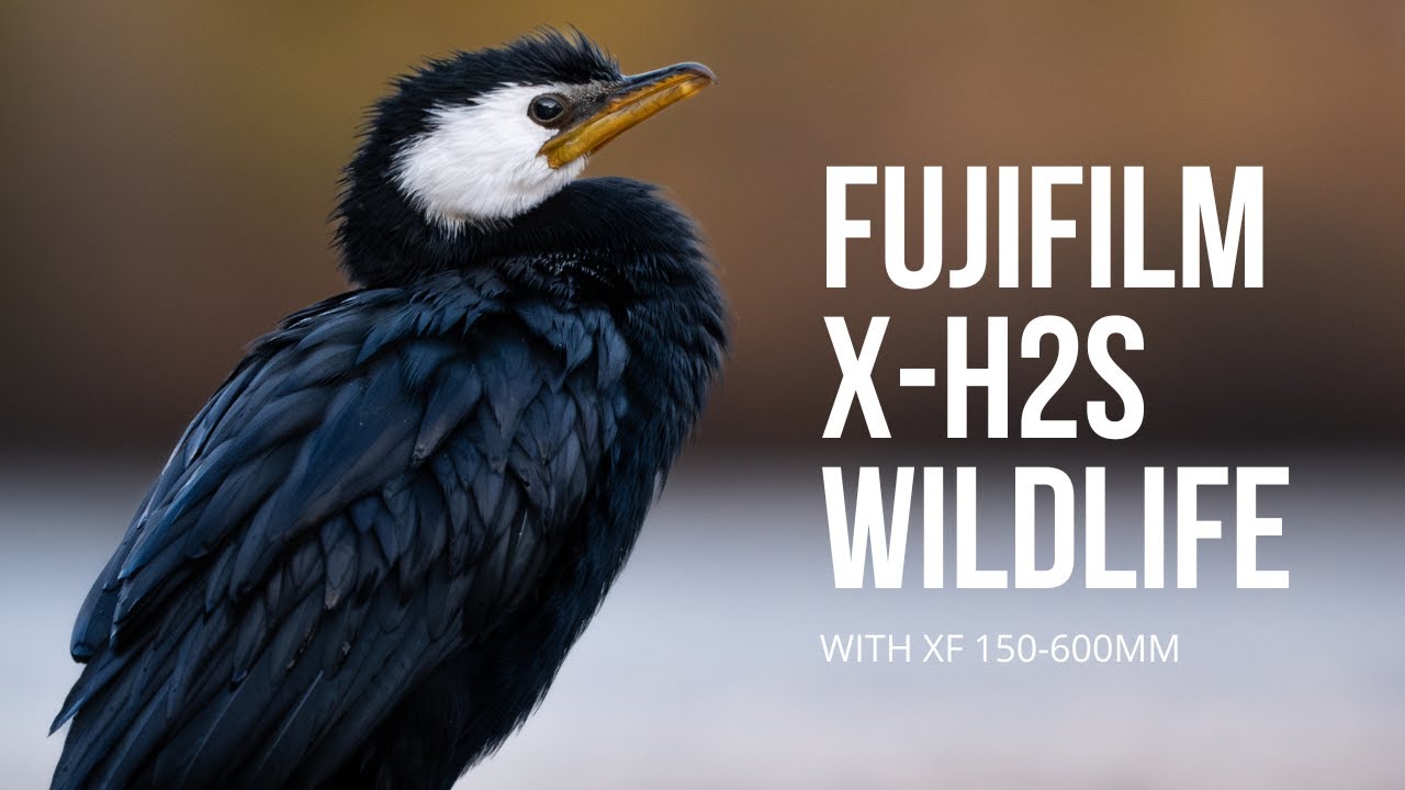 Fujifilm X-H2S - A Wildlife Powerhouse for Photo and Video + XF 150-600mm / Wildlife Photography