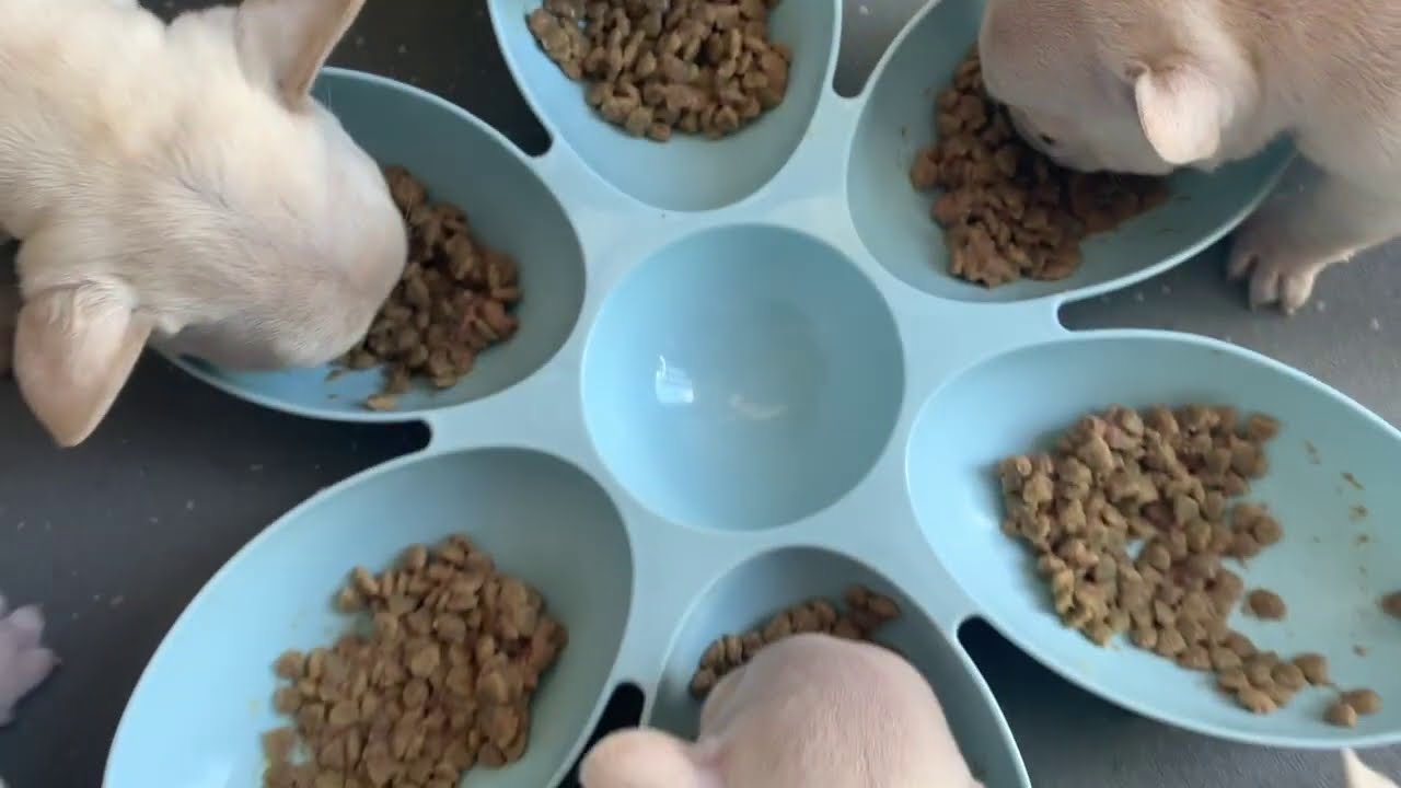 Weaning puppy from mother at 4 -6 weeks | french bulldog first time trying food | cute puppies |