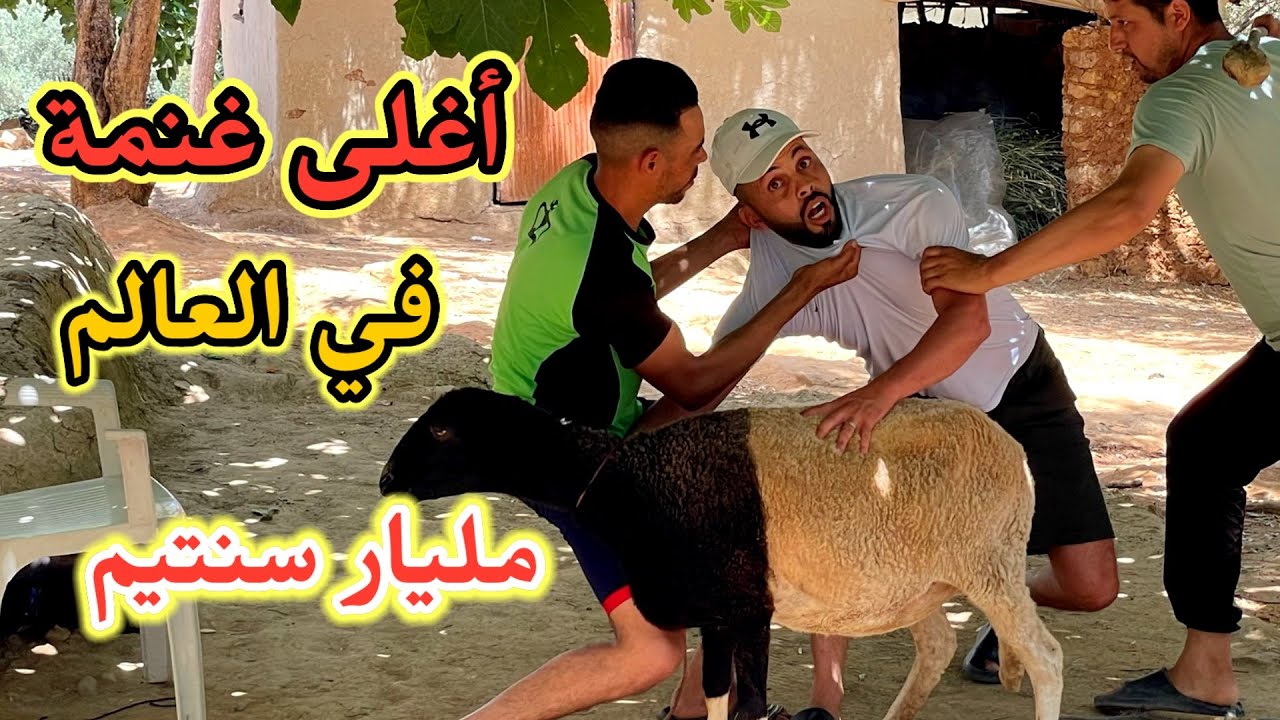 أغلى غنمة في العالم مليون دولار مميكنش