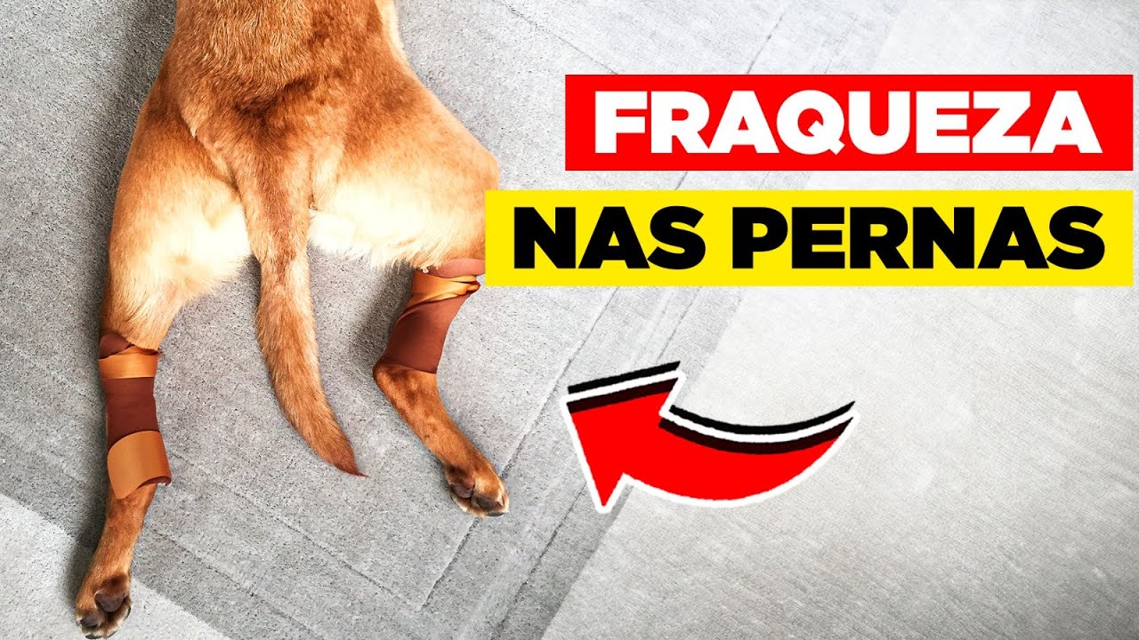 Quando o Cachorro Para de Andar: Hérnia, Displasia ou Algo Pior?
