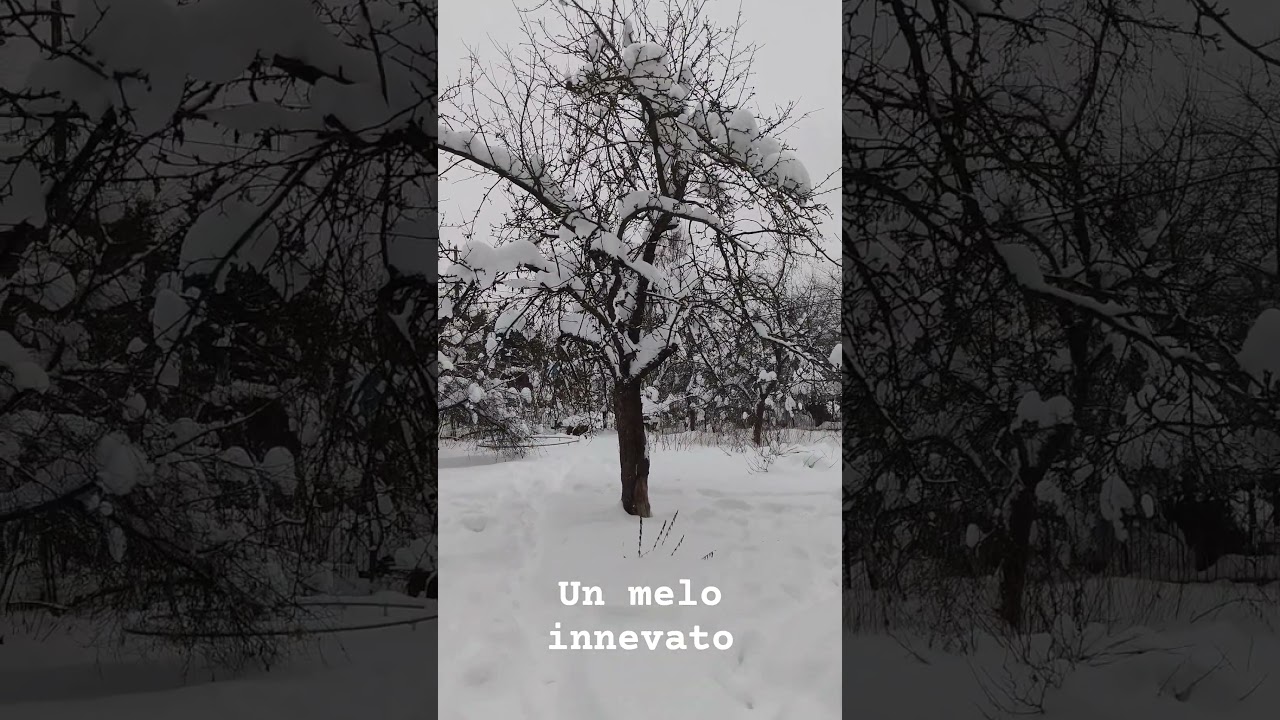 Un melo innevato 