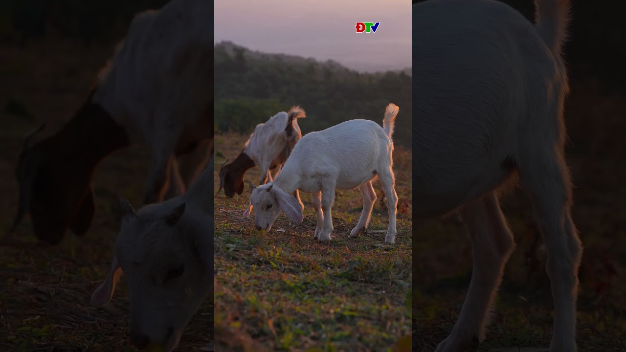 Ho&agrave;ng h&ocirc;n K&ecirc; N&ecirc;nh | Điện Bi&ecirc;n TV