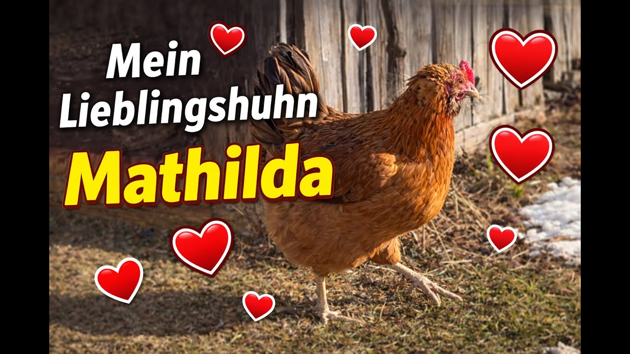 Mein Lieblingshuhn Mathilda