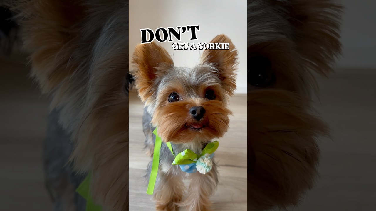 Here&rsquo;s Why You Shouldn&rsquo;t Get A Yorkie! 🤣 #shorts #yorkie #yorkies
