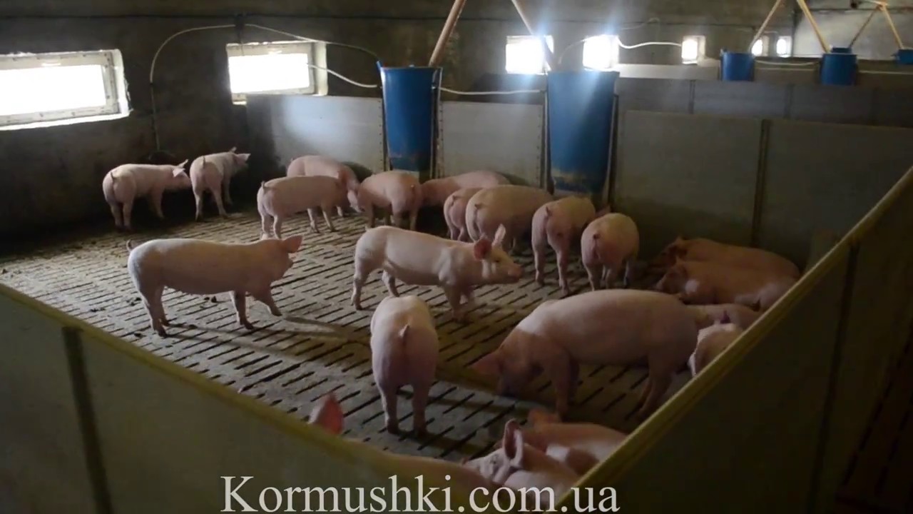 Кормушки для свиней Dimax