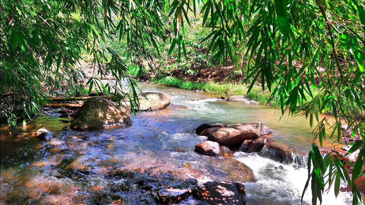 Beat Stress in Minutes to Deep Sleep with Peaceful Water Sounds from Forest River Framed by Bamboo