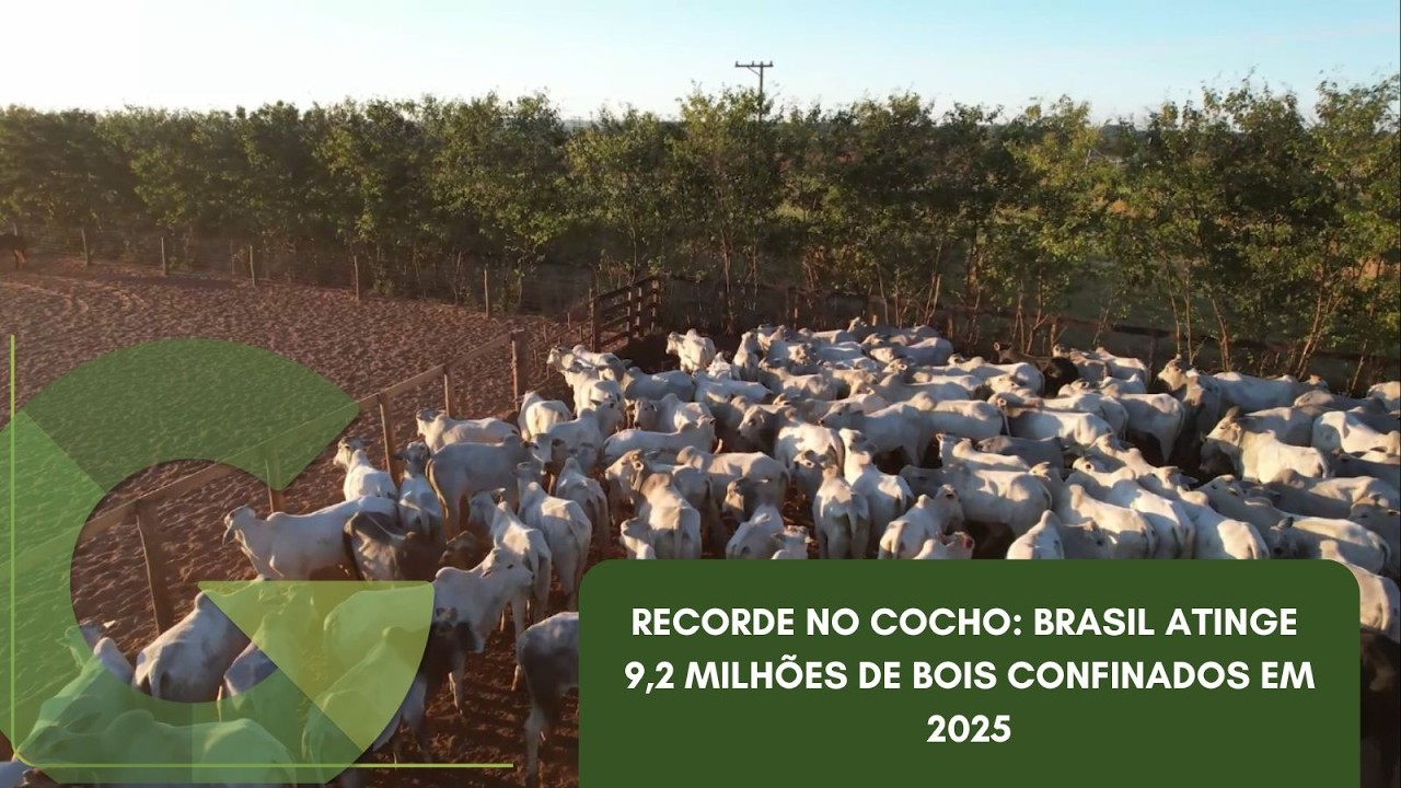 RECORDE NO COCHO: BRASIL ATINGE 9,2 MILH&Otilde;ES DE BOIS CONFINADOS EM 2025
