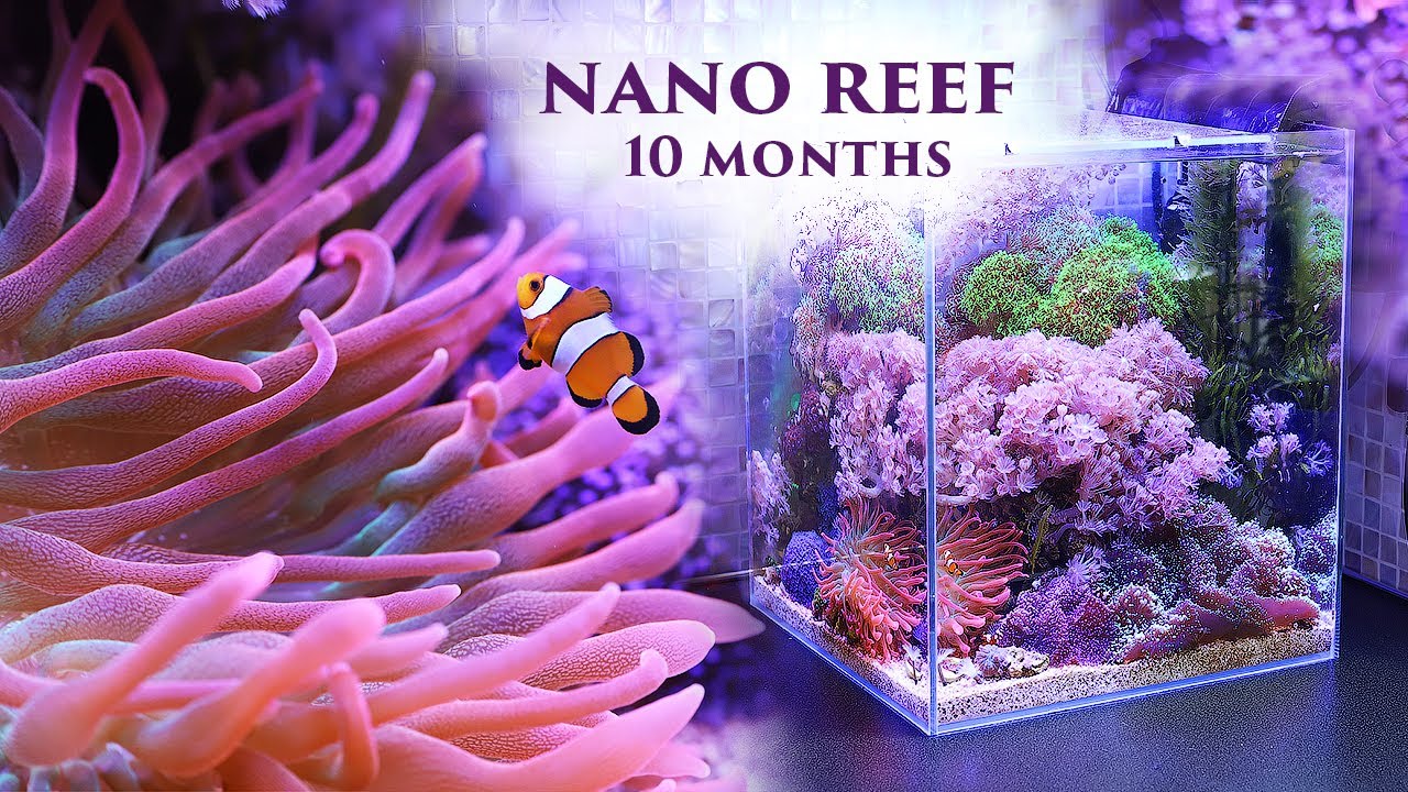 Море 30л: все получилось! 10 месяцев со старта / Marine aquarium: nano reef  10 months after start.