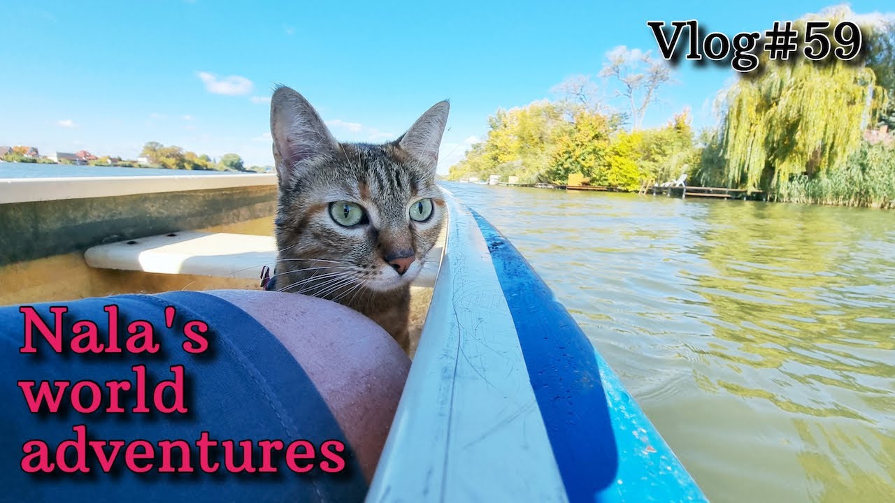 Nala cat goes kayaking in HUNGARY 😻❤️  VLOG #59