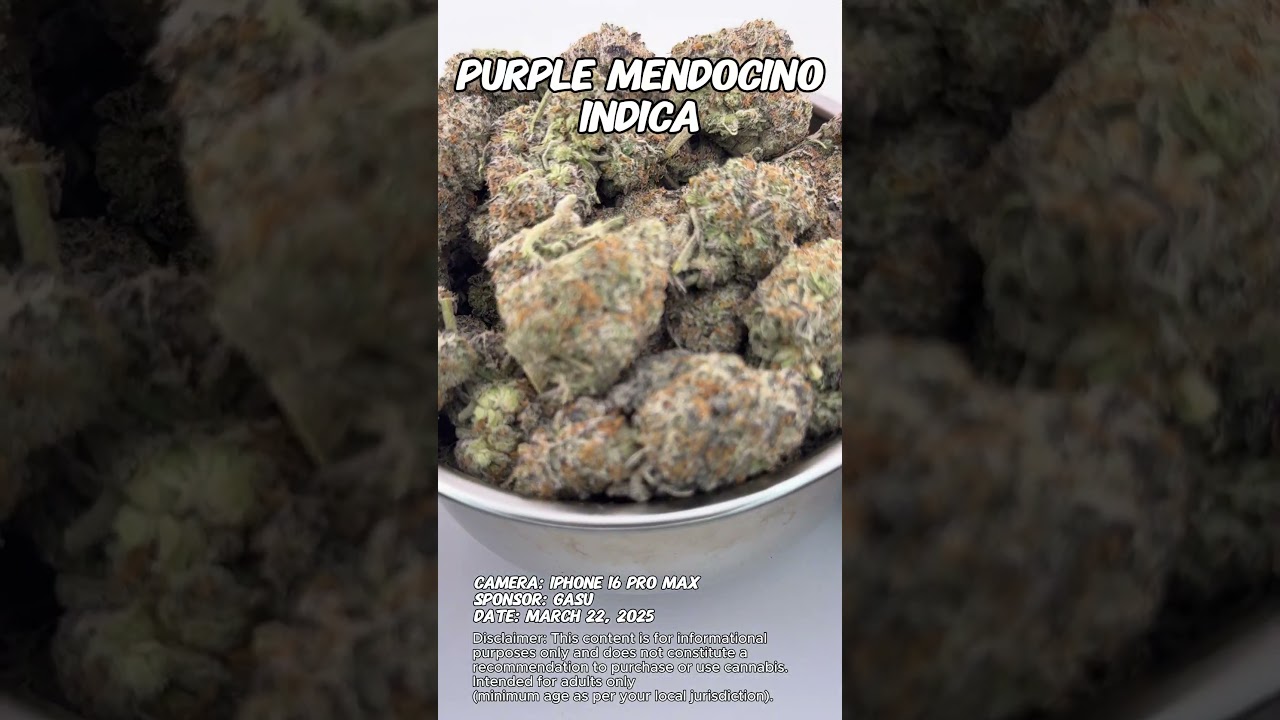Purple Mendocino | Gasu Sponsored | Strain Spotlight