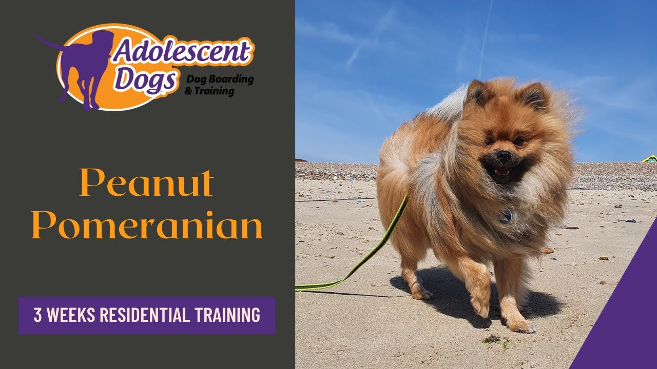 Peanut the Pomeranian - 3 Weeks Residential Dog Training