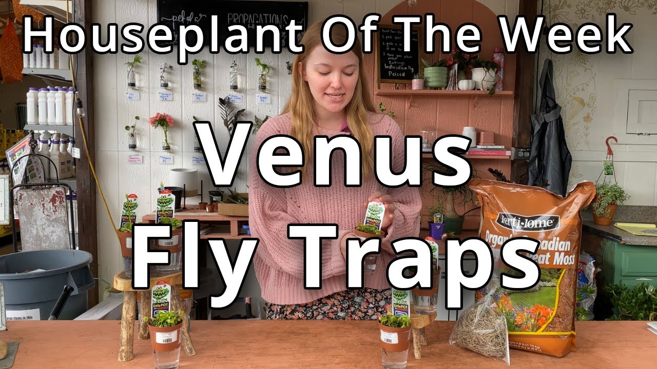 Venus Fly Traps - Houseplant of the Week