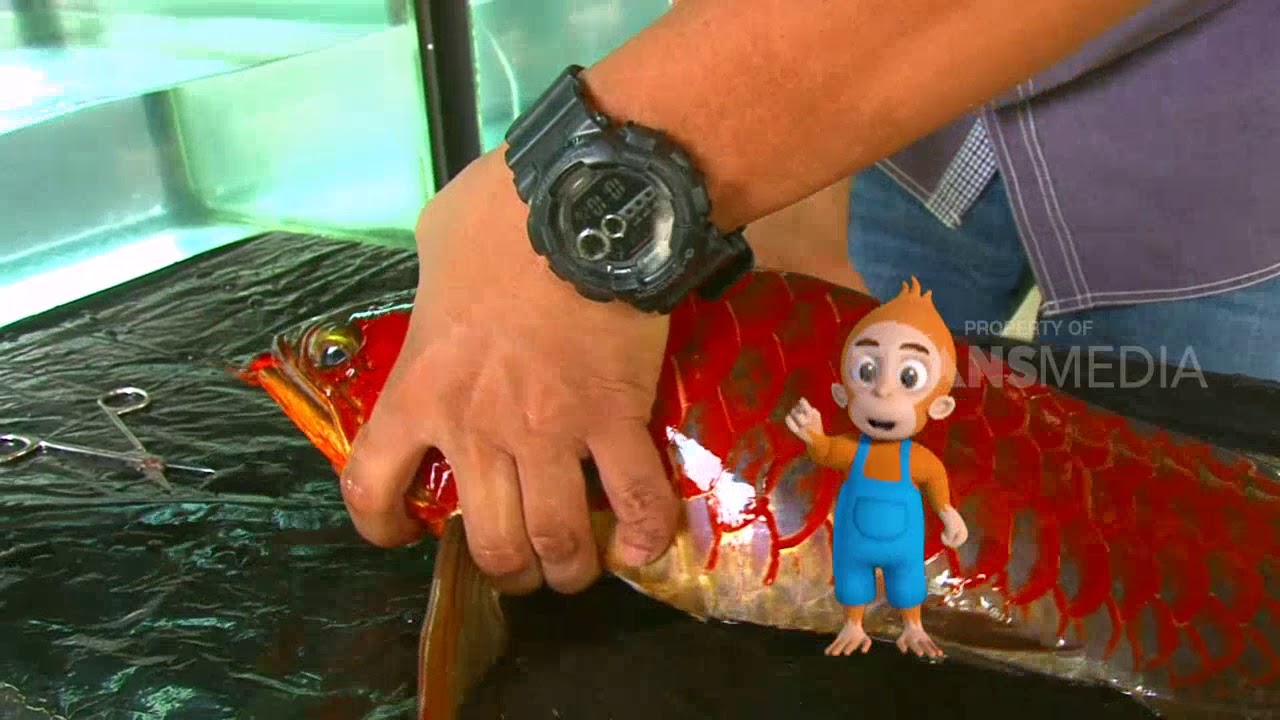 SI OTAN | WARNA WARNI AQUARIUM (03/07/18) 1-3